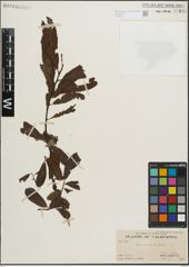 Foto von Salix lasiolepis Benth.